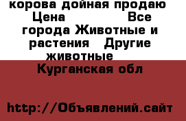 корова дойная продаю › Цена ­ 100 000 - Все города Животные и растения » Другие животные   . Курганская обл.